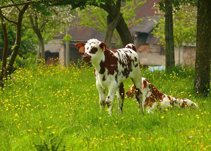 The Originals City, Le Savoy, קאין